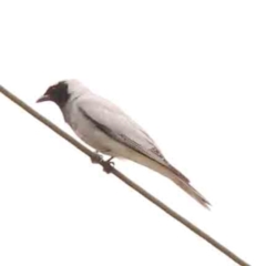 Coracina novaehollandiae (Black-faced Cuckooshrike) at Turner, ACT - 24 Nov 2023 by ConBoekel