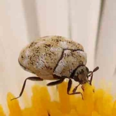 Anthrenus verbasci (Varied or Variegated Carpet Beetle) at Turner, ACT - 24 Nov 2023 by ConBoekel