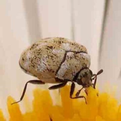 Anthrenus verbasci (Varied or Variegated Carpet Beetle) at Turner, ACT - 24 Nov 2023 by ConBoekel