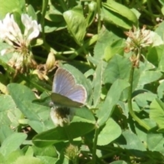 Zizina otis (Common Grass-Blue) at Barton, ACT - 18 Jan 2024 by MichaelMulvaney