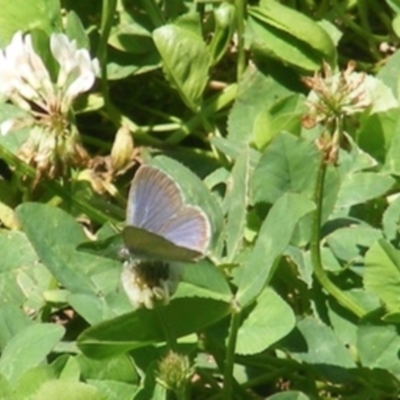 Zizina otis (Common Grass-Blue) at Barton, ACT - 18 Jan 2024 by MichaelMulvaney