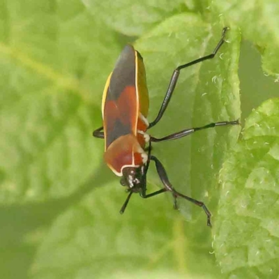 Dindymus versicolor (Harlequin Bug) at Turner, ACT - 24 Nov 2023 by ConBoekel
