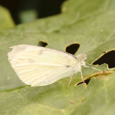 Pieris rapae (Cabbage White) at Turner, ACT - 24 Nov 2023 by ConBoekel