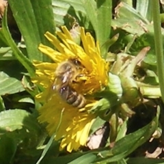 Apis mellifera (European honey bee) at Telopea Park (TEL) - 18 Jan 2024 by MichaelMulvaney
