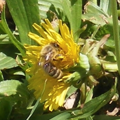 Apis mellifera (European honey bee) at Telopea Park (TEL) - 18 Jan 2024 by MichaelMulvaney