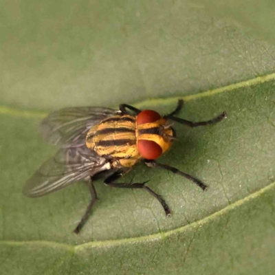 Sarcophaga sp. (genus) (Flesh fly) at Turner, ACT - 24 Nov 2023 by ConBoekel