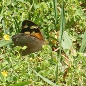 Heteronympha merope at Telopea Park (TEL) - 18 Jan 2024