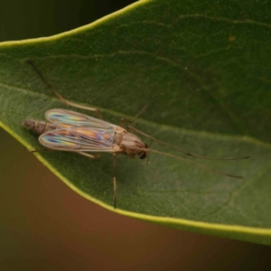 Chironomidae (family) at Turner, ACT - 24 Nov 2023