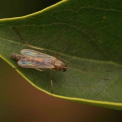Chironomidae (family) (Non-biting Midge) at Turner, ACT - 24 Nov 2023 by ConBoekel