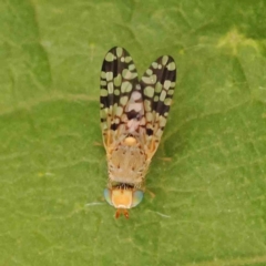 Euaresta bullans (Spiny Cocklebur Fruit Fly) at Turner, ACT - 24 Nov 2023 by ConBoekel