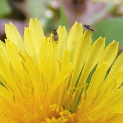 Hydrellia sp. (genus) (Lawn or Pasture Fly) at Telopea Park (TEL) - 18 Jan 2024 by MichaelMulvaney