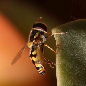 Simosyrphus grandicornis at Turner, ACT - 25 Nov 2023