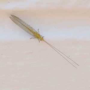 Mallada sp. (genus) at Turner, ACT - 25 Nov 2023