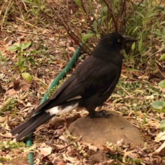 Strepera graculina (Pied Currawong) at Turner, ACT - 24 Nov 2023 by ConBoekel