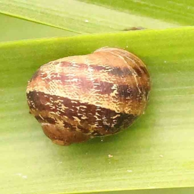 Cornu aspersum (Common Garden Snail) at Turner, ACT - 24 Nov 2023 by ConBoekel