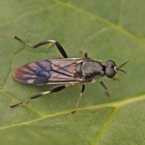 Exaireta spinigera at Turner, ACT - 24 Nov 2023 02:33 PM