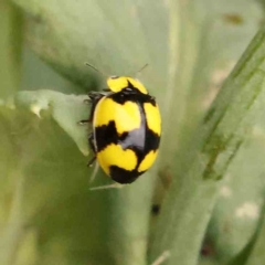 Illeis galbula (Fungus-eating Ladybird) at Turner, ACT - 24 Nov 2023 by ConBoekel