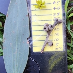Eucalyptus stellulata (Black Sally) at Yaouk, NSW - 18 Jan 2024 by Steve818