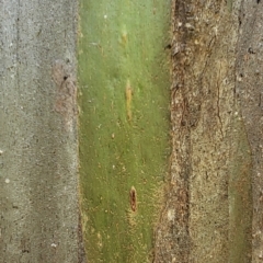 Eucalyptus stellulata at Yaouk, NSW - 18 Jan 2024