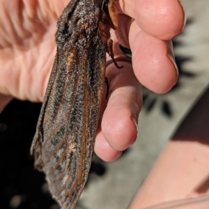 Endoxyla lituratus at Holder, ACT - 18 Jan 2024