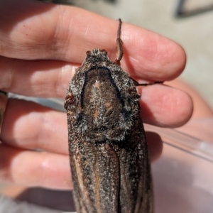 Endoxyla lituratus at Holder, ACT - 18 Jan 2024