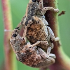 Gonipterus scutellatus at Holder, ACT - 16 Jan 2024 01:38 PM