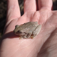 Litoria peronii (Peron's Tree Frog, Emerald Spotted Tree Frog) at Woomargama National Park - 11 Feb 2021 by Darcy