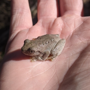 Litoria peronii at Woomargama National Park - 11 Feb 2021 09:35 AM