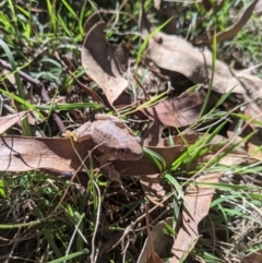 Litoria peronii at Woomargama National Park - 11 Feb 2021