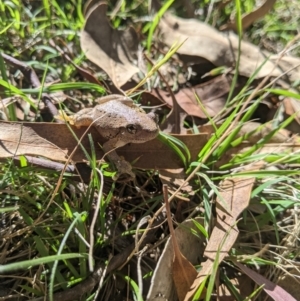 Litoria peronii at Woomargama National Park - 11 Feb 2021 09:35 AM