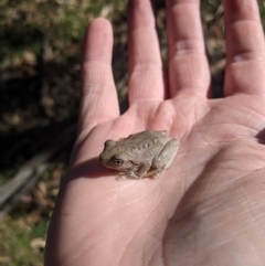 Litoria peronii at Woomargama National Park - 11 Feb 2021