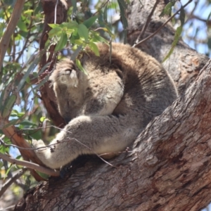 Phascolarctos cinereus at Raymond Island, VIC - 31 Dec 2023