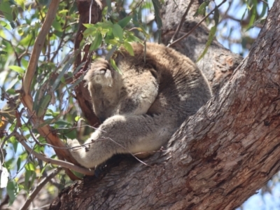 Phascolarctos cinereus (Koala) at Raymond Island, VIC - 31 Dec 2023 by HappyWanderer