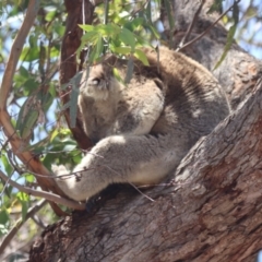 Phascolarctos cinereus at Raymond Island, VIC - 31 Dec 2023