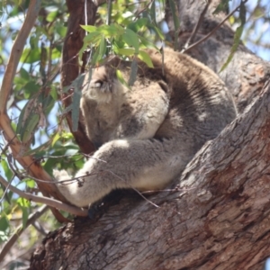 Phascolarctos cinereus at Raymond Island, VIC - 31 Dec 2023