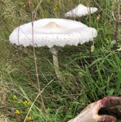 Macrolepiota dolichaula (Macrolepiota dolichaula) at Red Hill Nature Reserve - 17 Jan 2024 by Ratcliffe