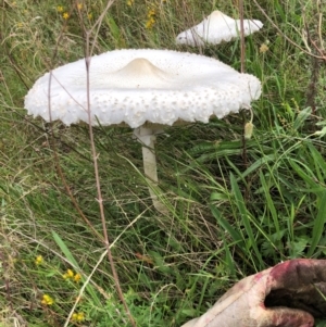 Macrolepiota dolichaula at Red Hill Nature Reserve - 17 Jan 2024 09:29 AM