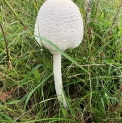 Macrolepiota dolichaula at Red Hill Nature Reserve - 17 Jan 2024