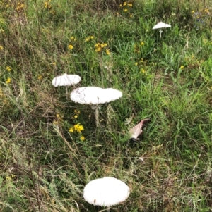 Macrolepiota dolichaula at Red Hill Nature Reserve - 17 Jan 2024 09:29 AM