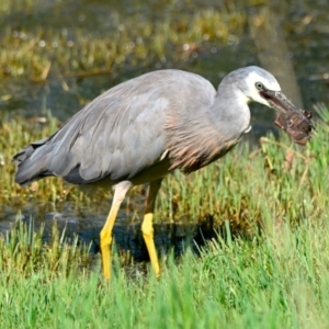 Egretta novaehollandiae at Jerrabomberra Wetlands - 18 Jan 2024