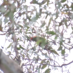 Glossopsitta concinna (Musk Lorikeet) at Red Hill, ACT - 16 Jan 2024 by BenW