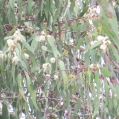 Glossopsitta concinna at Federal Golf Course - 16 Jan 2024 12:46 PM