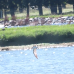 Chlidonias leucopterus (White-winged Black Tern) at Fyshwick Sewerage Treatment Plant - 18 Jan 2024 by BenW