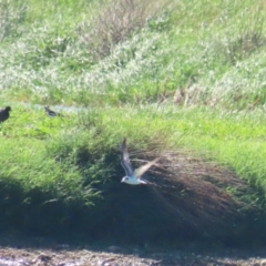 Chlidonias leucopterus at Fyshwick Sewerage Treatment Plant - 18 Jan 2024