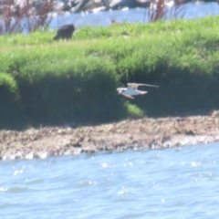 Chlidonias leucopterus at Fyshwick Sewerage Treatment Plant - 18 Jan 2024