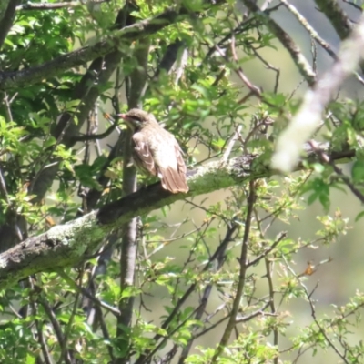 Acanthagenys rufogularis (Spiny-cheeked Honeyeater) at Tidbinbilla Nature Reserve - 18 Jan 2024 by BenW