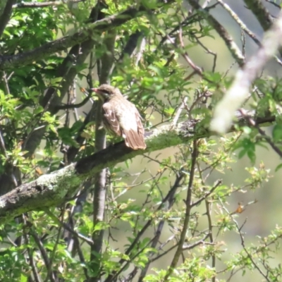 Acanthagenys rufogularis (Spiny-cheeked Honeyeater) at Tidbinbilla Nature Reserve - 18 Jan 2024 by BenW