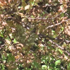 Acanthagenys rufogularis at Tidbinbilla Nature Reserve - 18 Jan 2024