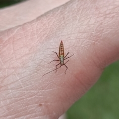 Rayieria acaciae (Acacia-spotting bug) at Holt, ACT - 22 Nov 2023 by 8Illbugyou8