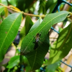 Exaireta spinigera (Garden Soldier Fly) at Holt, ACT - 21 Nov 2023 by 8Illbugyou8